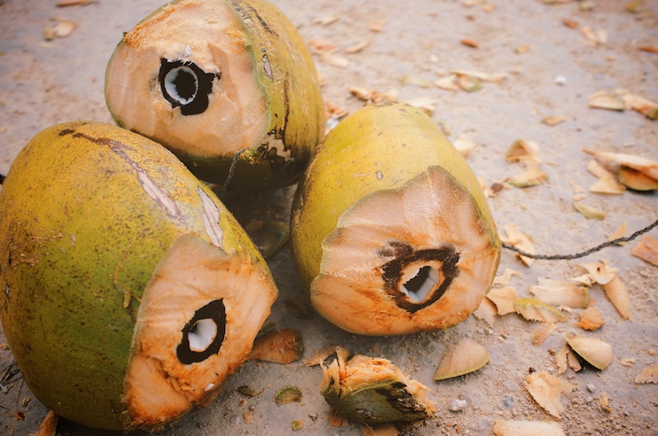 Travel photo - coconuts