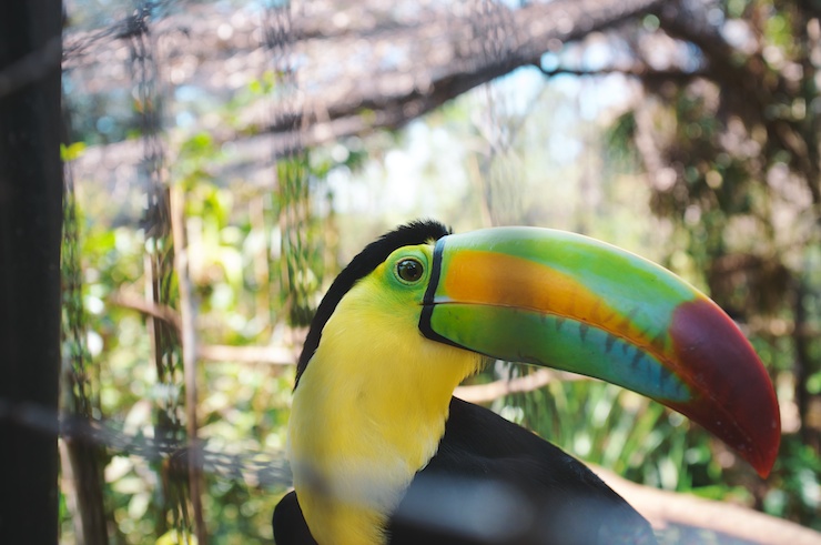 Travel photo - Belize Zoo