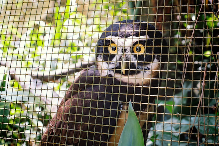 Travel photo - Belize Zoo