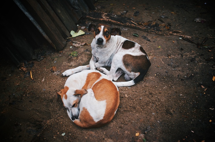 Panamanian Dogs