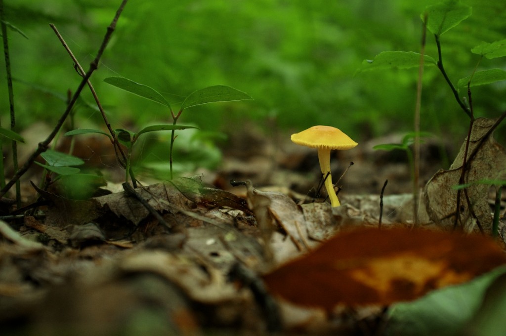 can you cycle the appalachian trail