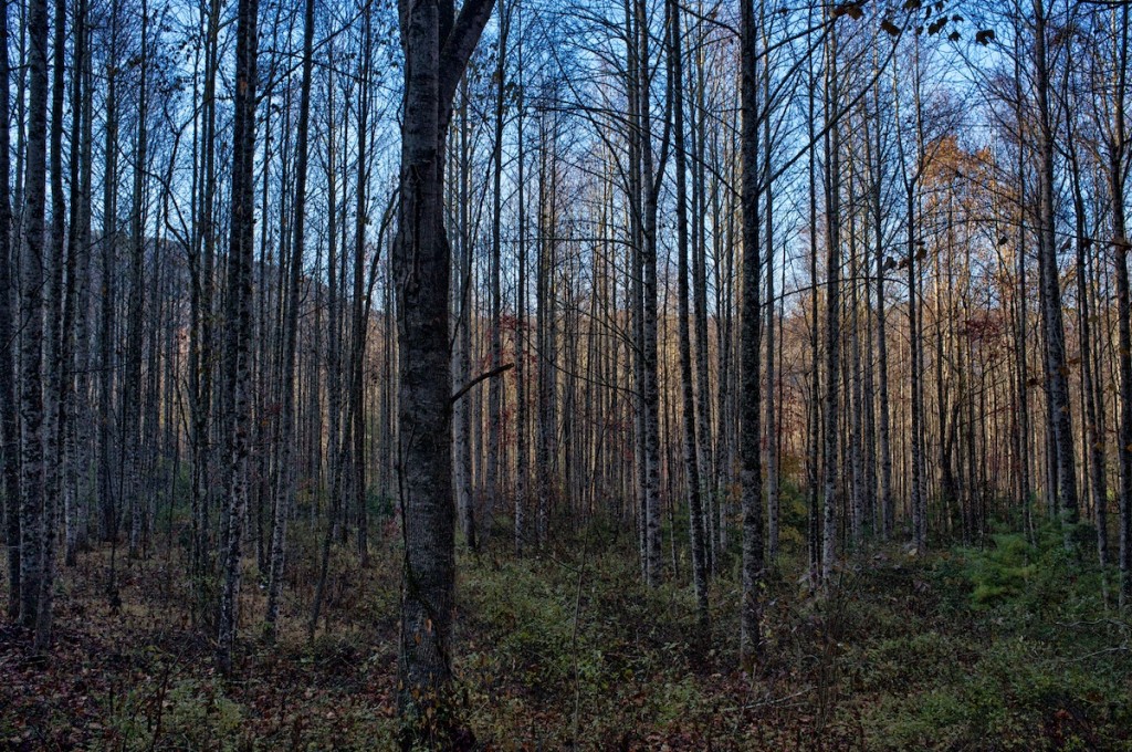 Bikepacking WIlson Creek and Lost Cove - BIKEPACKING.com - Surly Krampus