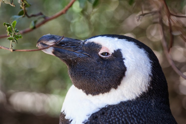 Bike Touring South Africa - Penguin