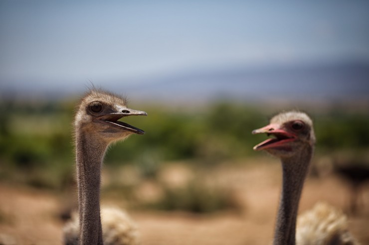 Bike Touring South Africa - Ostrich