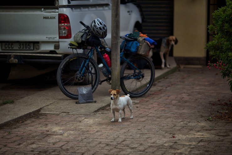 Bike Touring South Africa - Surly Troll - Guard Dog