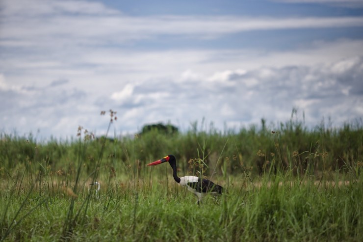 Zambezi River - Saddle Billed Stork