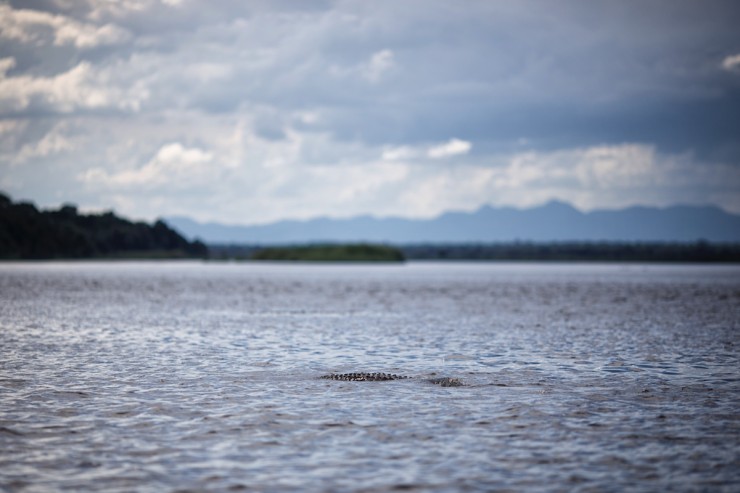 Zambezi River - Crocodile