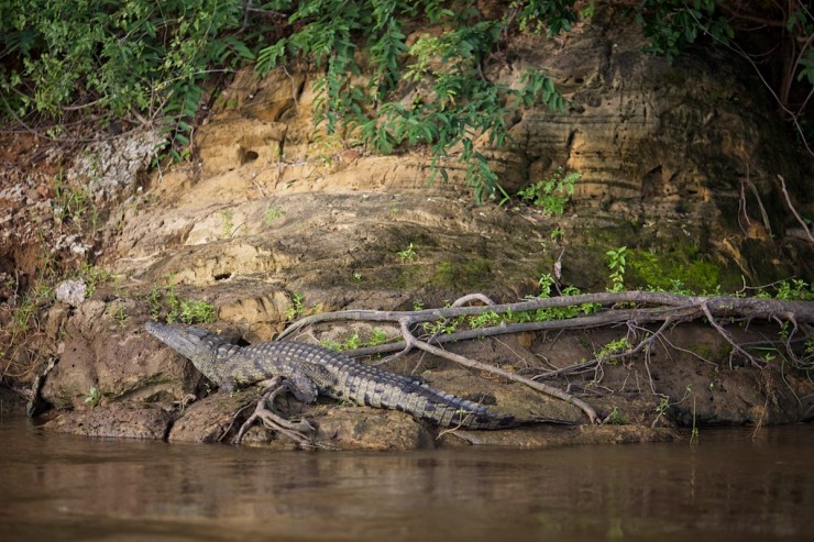 Zambezi River - Crocodile
