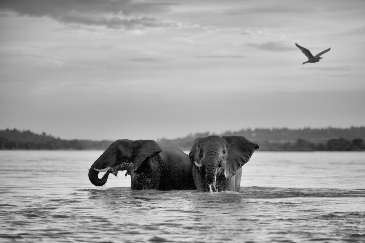 Elephant at the Zambezi River