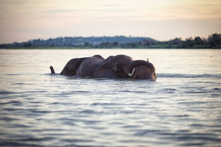 Elephant at the Zambezi River