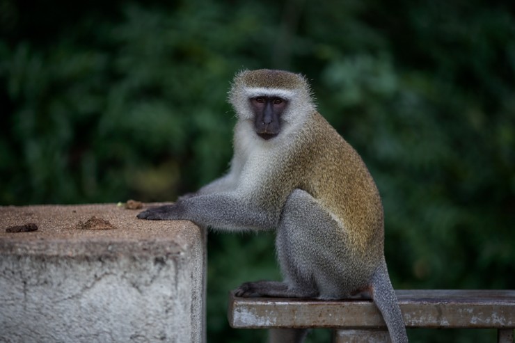 Zambia Monkey - South Luangwa