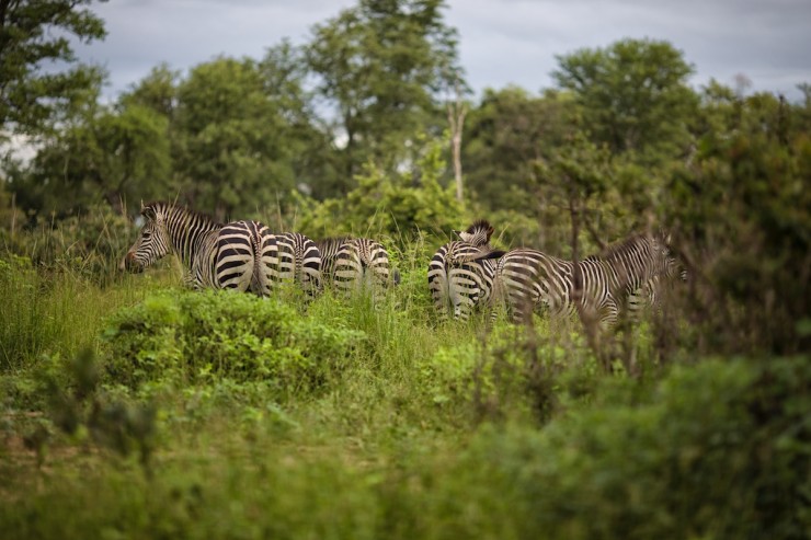 Zambia - South Luangwa Park