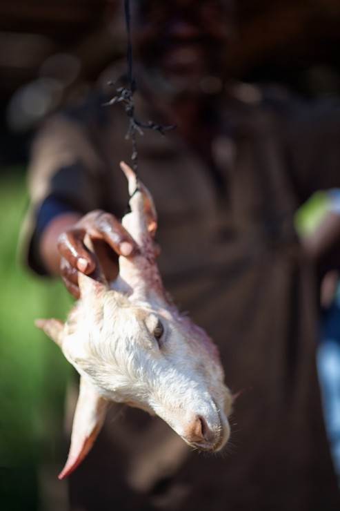 Malawi Goat head