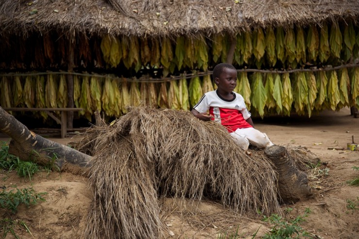 Malawi Tobacco Barn