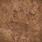Leopard Footprint Nyika
