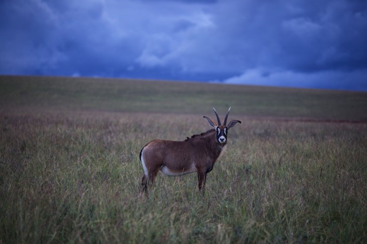 Nyika Plateau - Roan Antelope