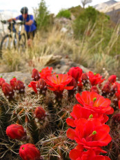Bikepacking The Arizona Trail (AZT)