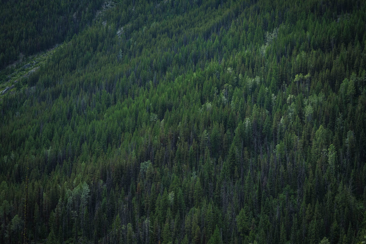 The BC Trail Bikepacking Route