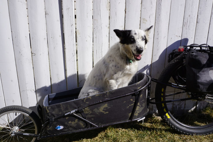 Dogpacking: Guide to Bikepacking with your Dog