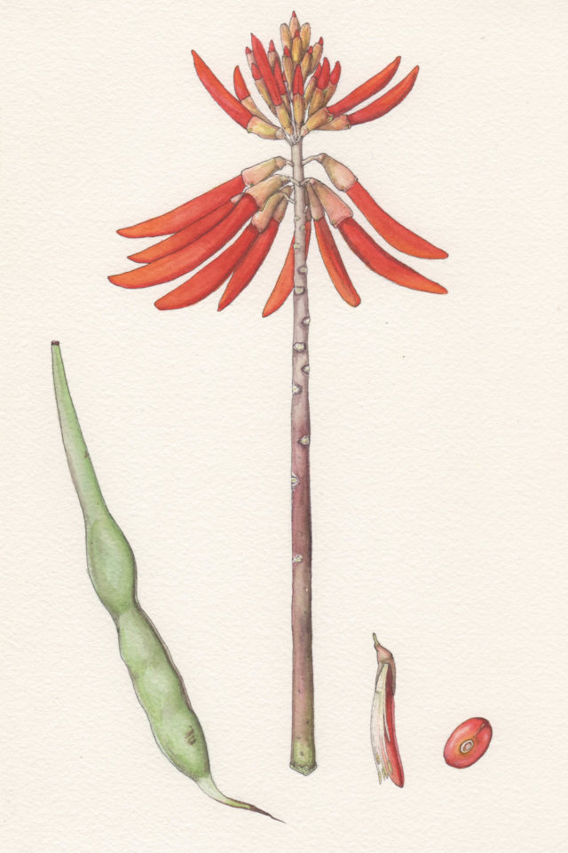 Mara Menahan Baja California Botanical Illustration