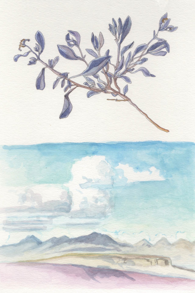Mara Menahan Baja California Botanical Illustration
