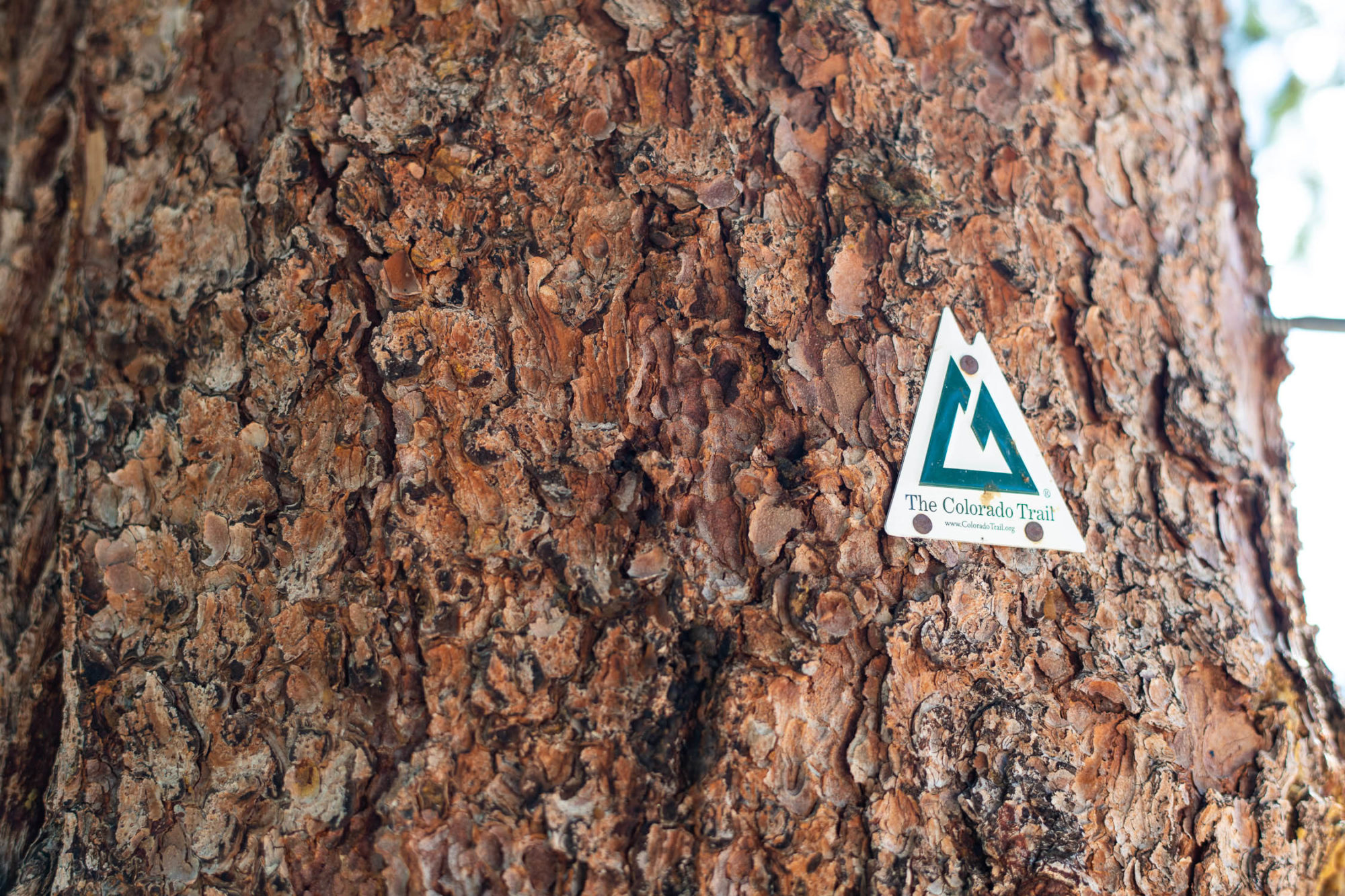 colorado trail bike race