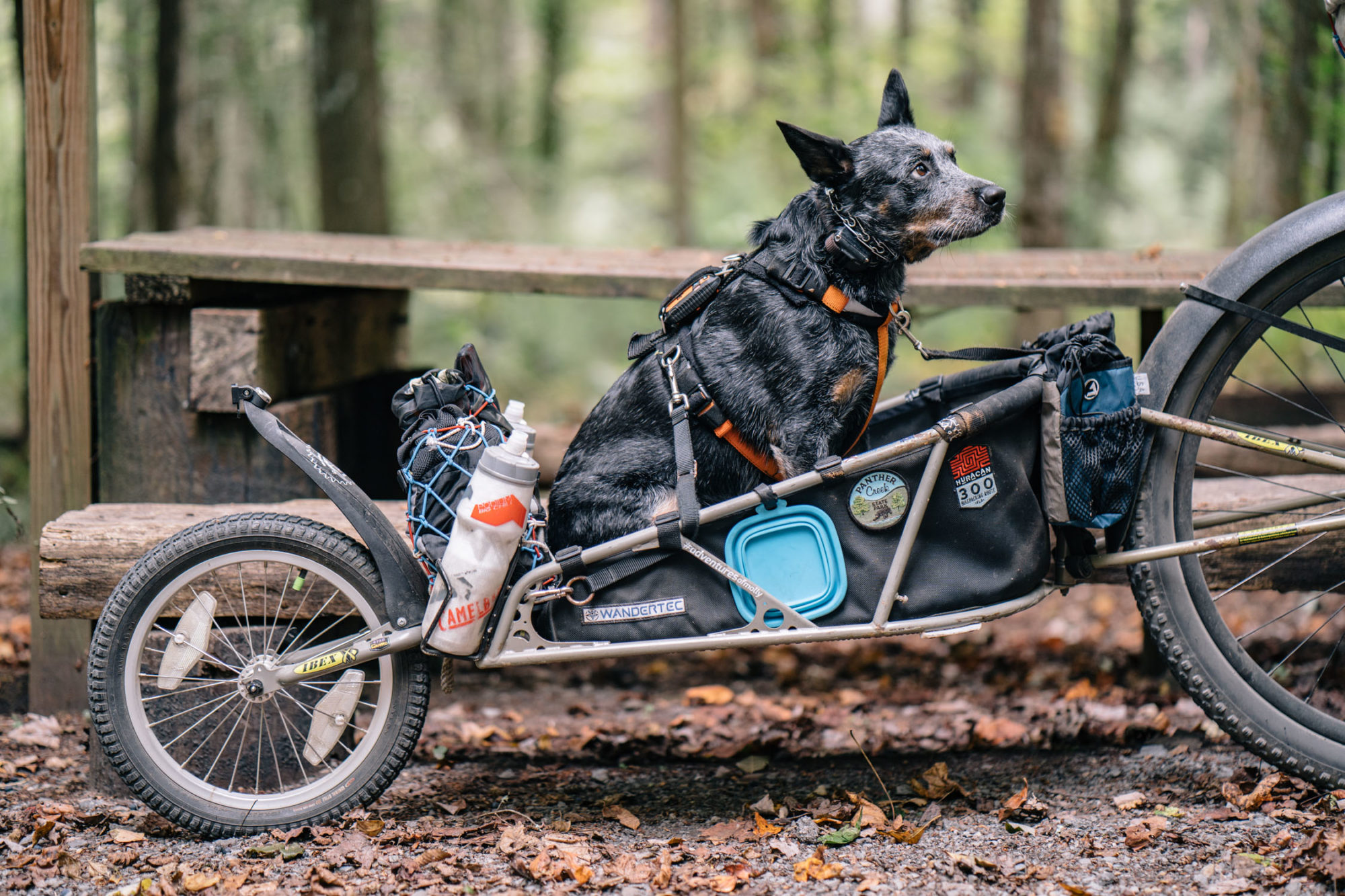 Charlie Kemp, Molly RIder, dogpacking, bikepacking with a dog