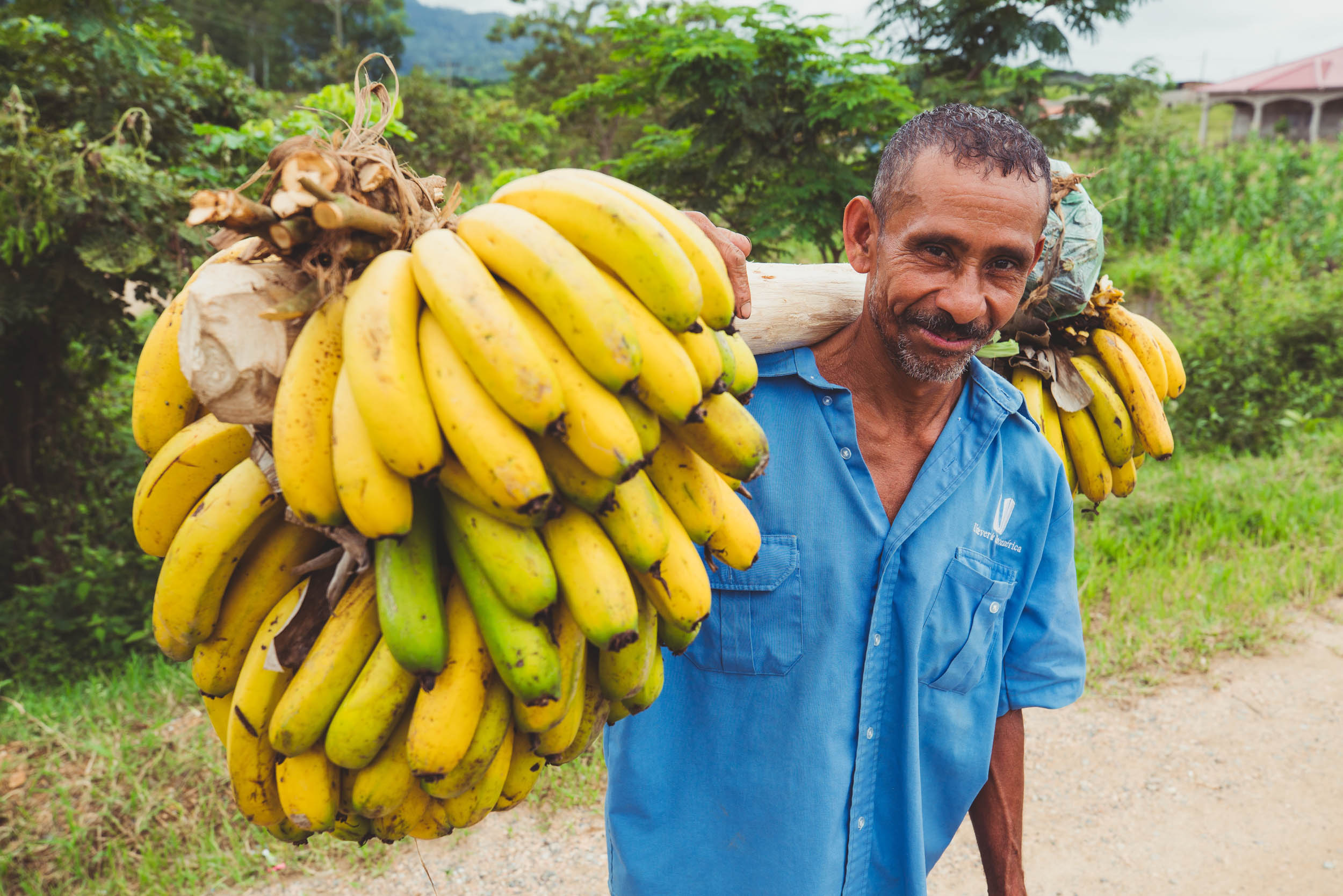 Страны выращивающие бананы. Гондурас банановые плантации. Плантации бананов в Эквадоре. Эквадор бананы плантации. Сбор бананов.