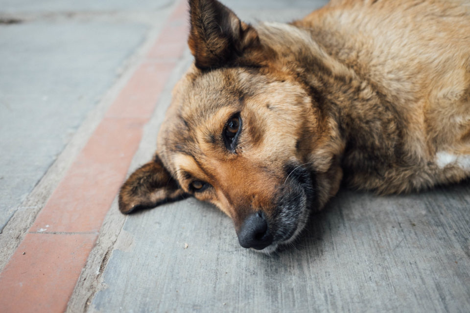 It's a Dog’s Life - BIKEPACKING.com