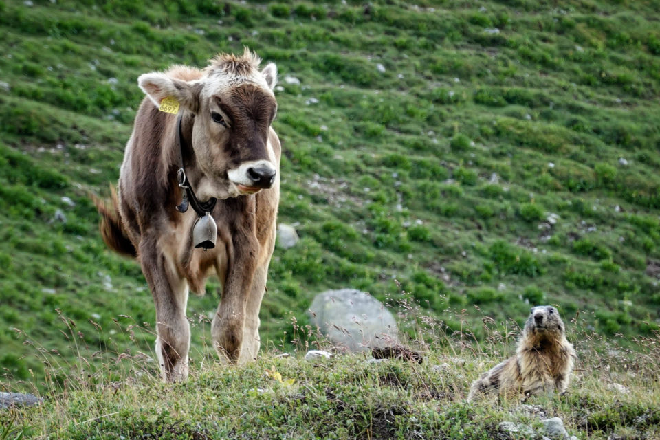 Marmots Land Bikepacking Route, Switzerland