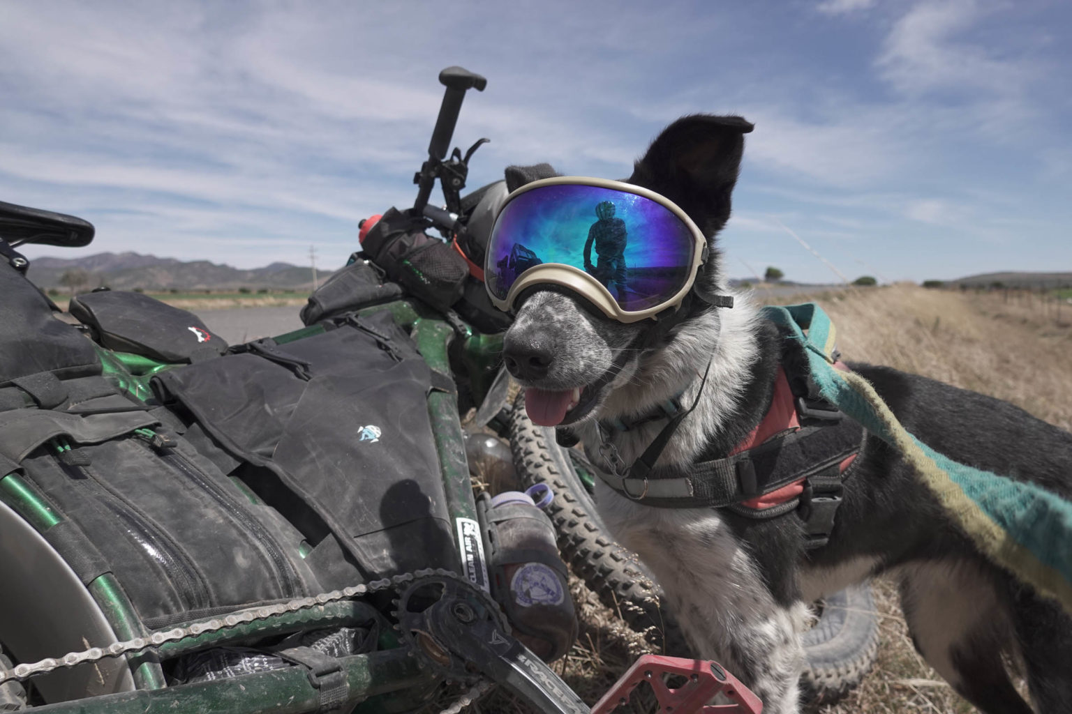 Dogpacking 2.0 A Guide to Bikepacking with Your Dog