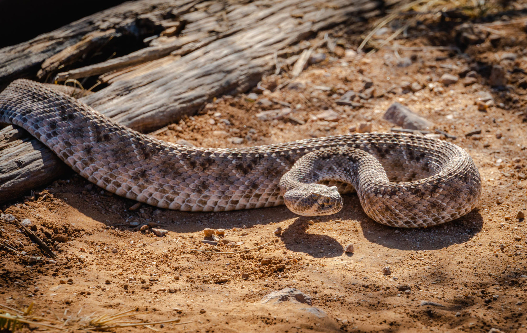 Animal Riata Ring Around The Ritas (RATR) - BIKEPACKING.com