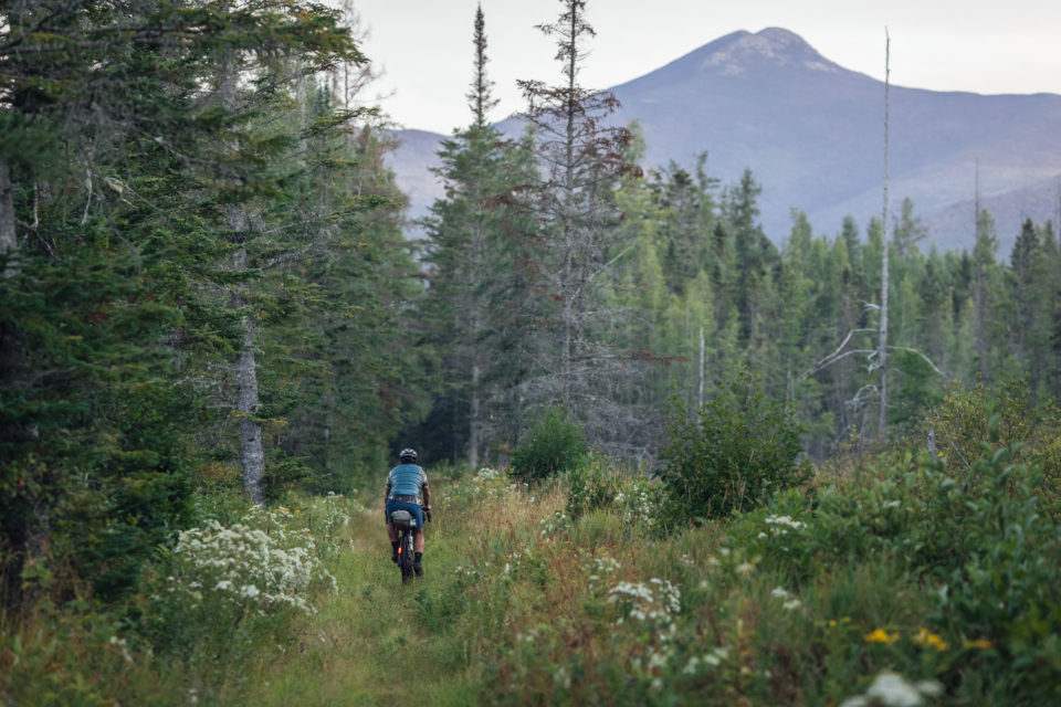 Eastern Divide Trail Segment 3, Lupine