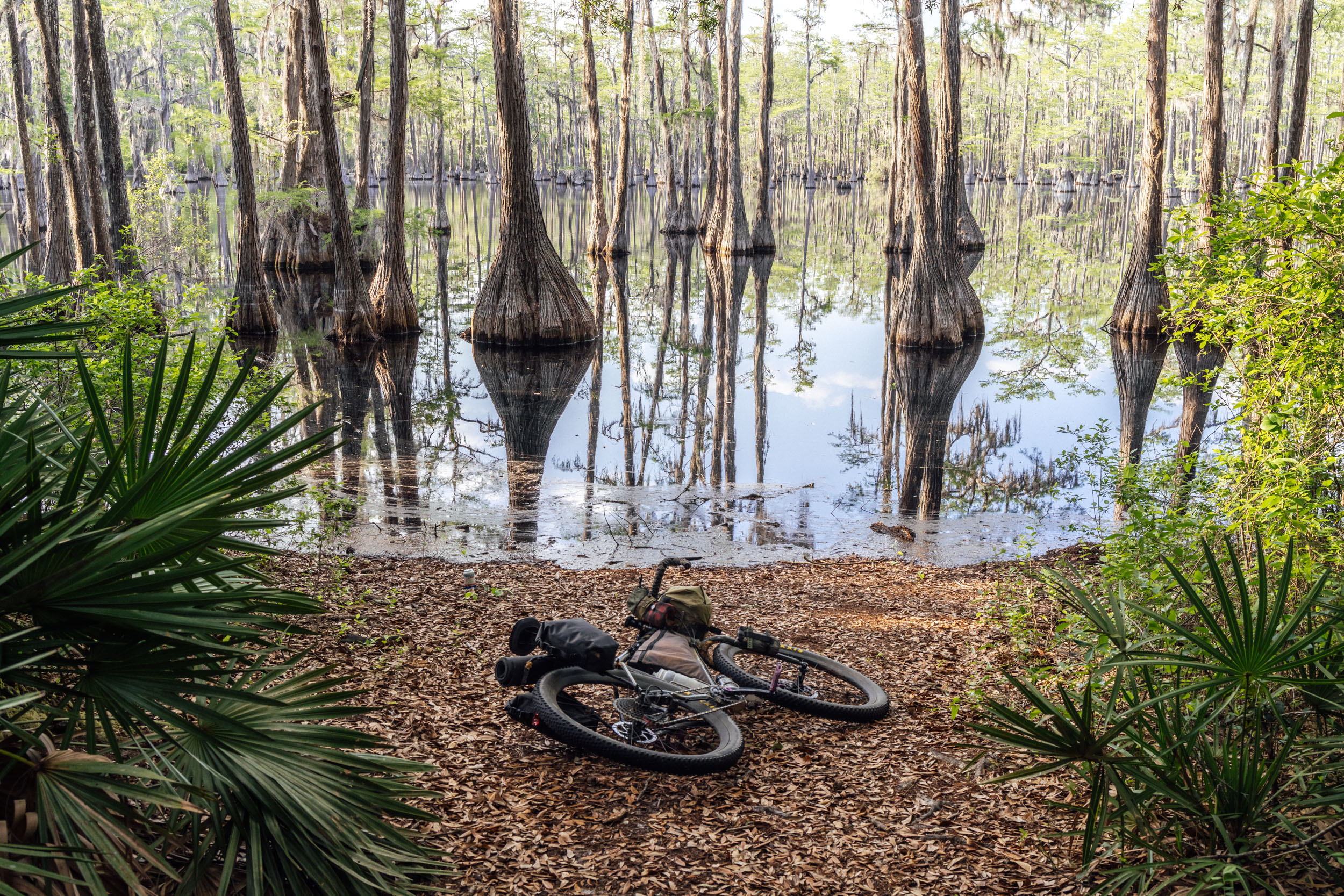Medium Shot Old Oak, Off the Florida National Scenic Trail,…