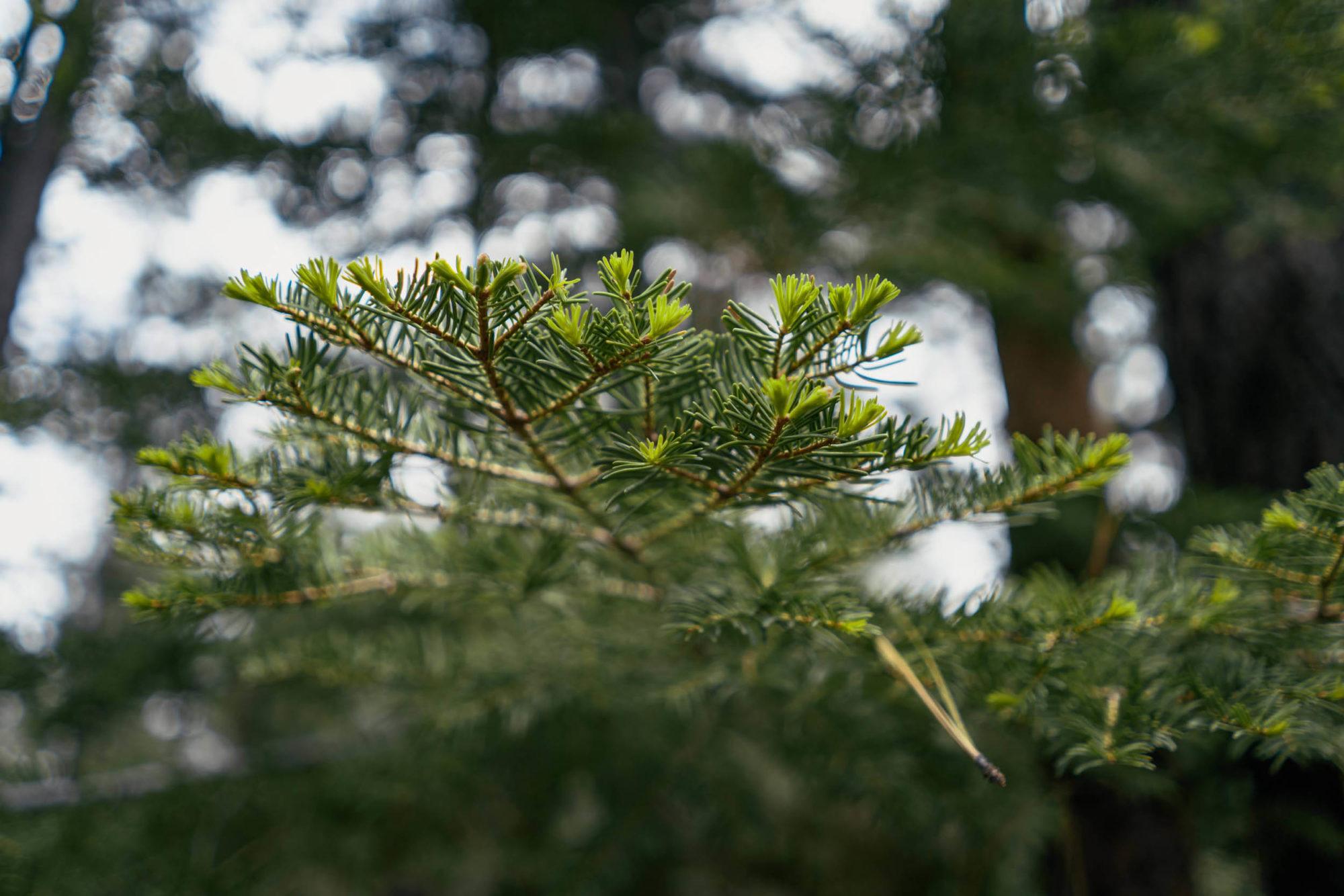 Sardine Lookout Tower Overnighter