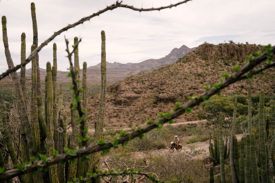 Baja Divide Pt. 2: Lessons from the Cacti