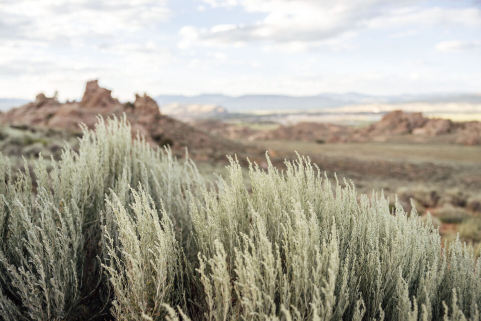 Sage and Saddles, Gunnison Bikepacking Route
