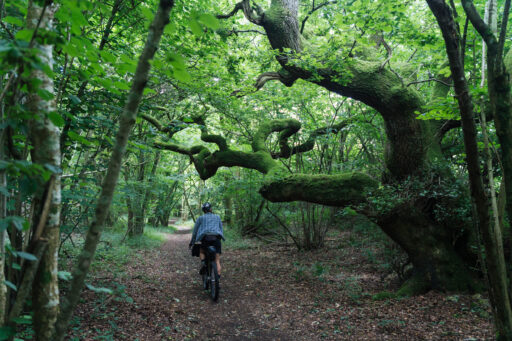 Woods Rat Run bikepacking route, England