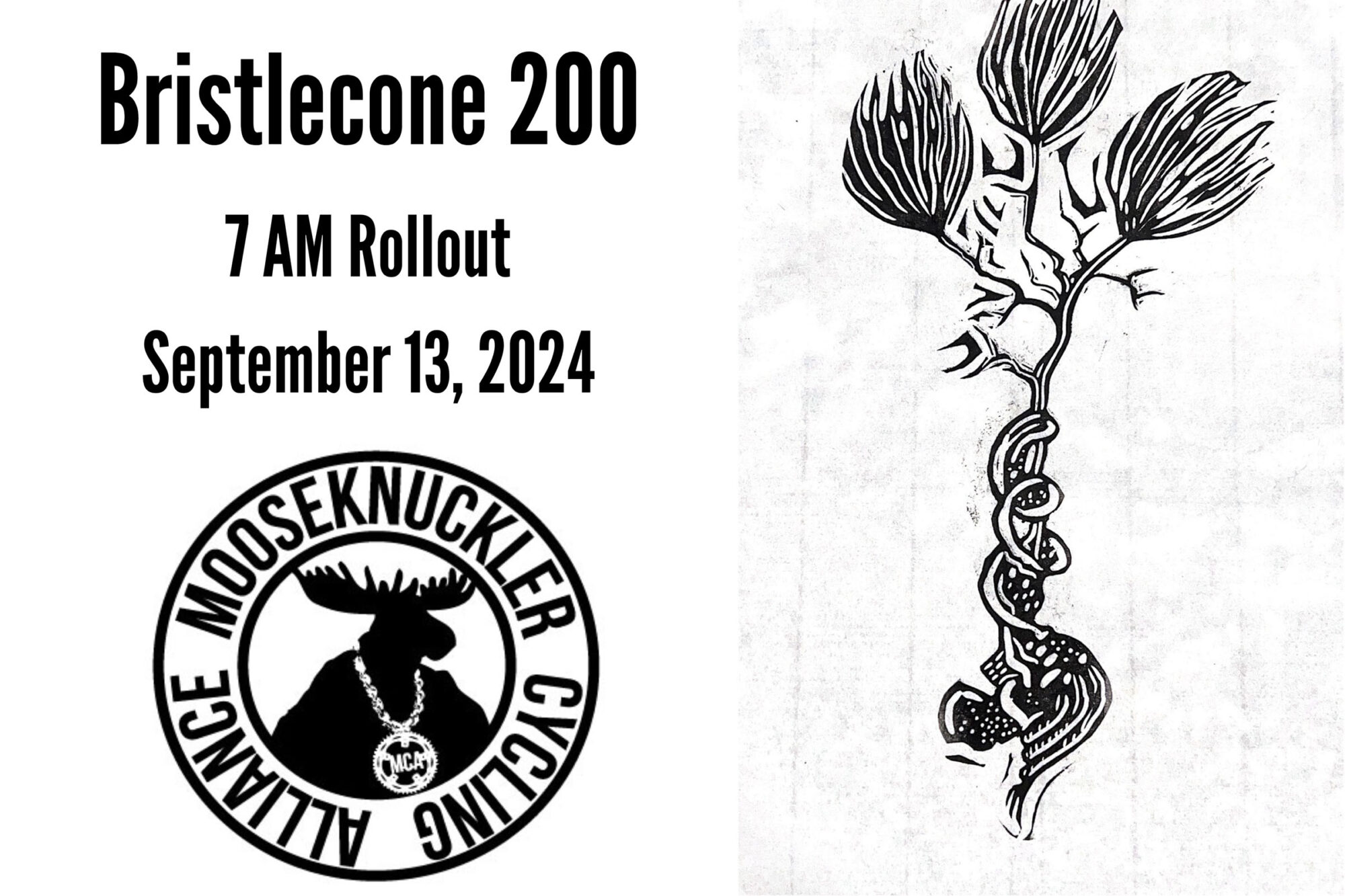 Bristlecone 200