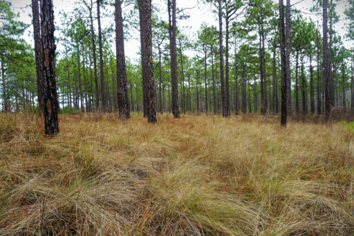 Lonesome Lands and Sugar Sand, Sandhills National Wildlife Refuge
