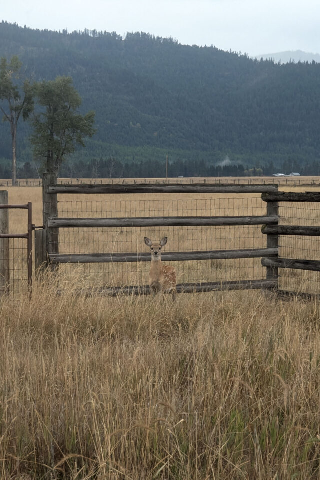 Montana Bike Odyssey