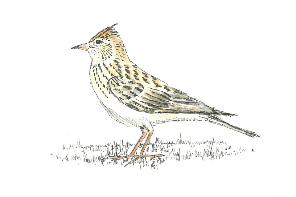 A Soundscape Reserve