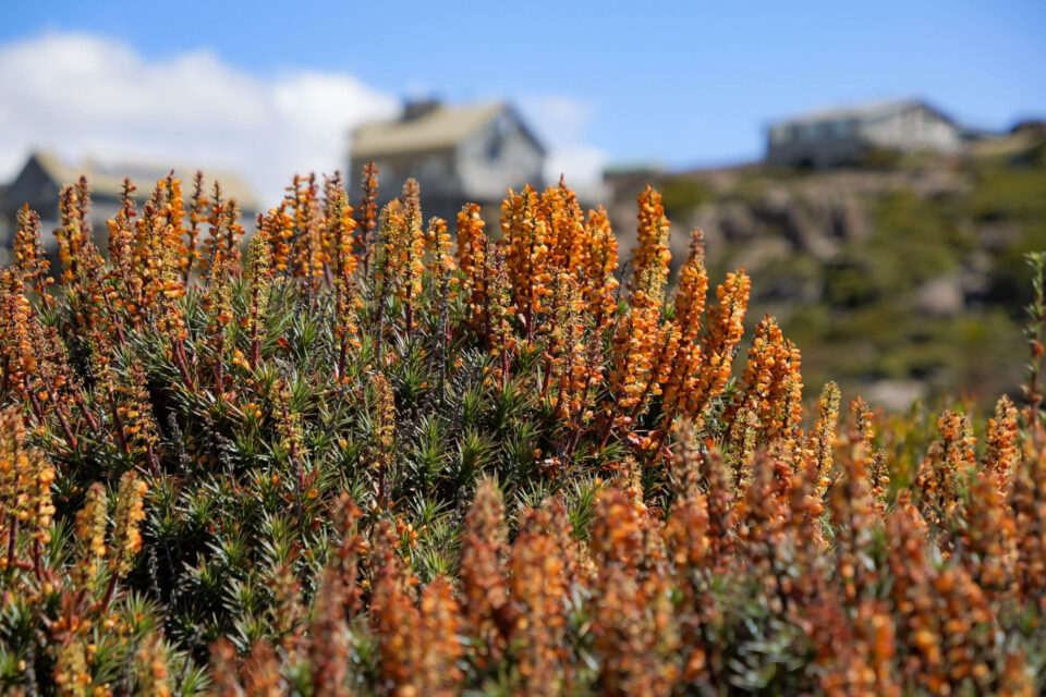 tassie traverse scouting