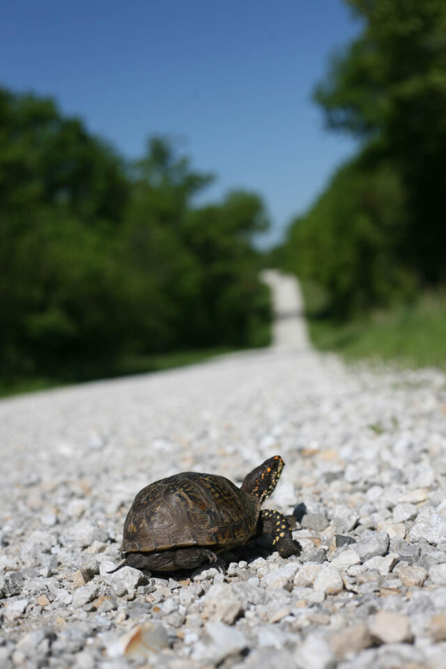 andrew Onermaa 2025 central mo circuit