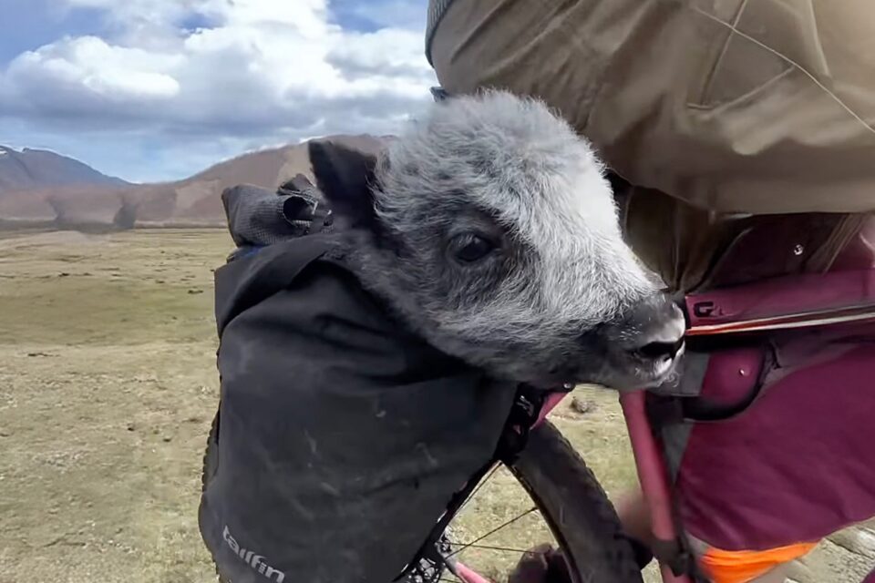 Saving a Baby Yak While Bikepacking