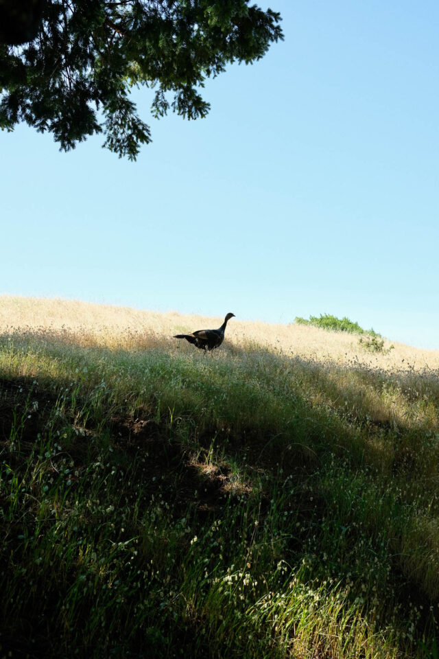 Beginner's Guide to Bike Birding