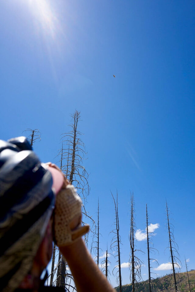 Beginner's Guide to Bike Birding