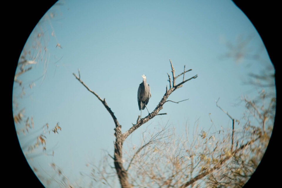 Beginner's Guide to Bike Birding