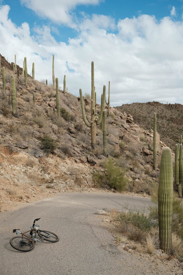 Beginner's Guide to Bike Birding