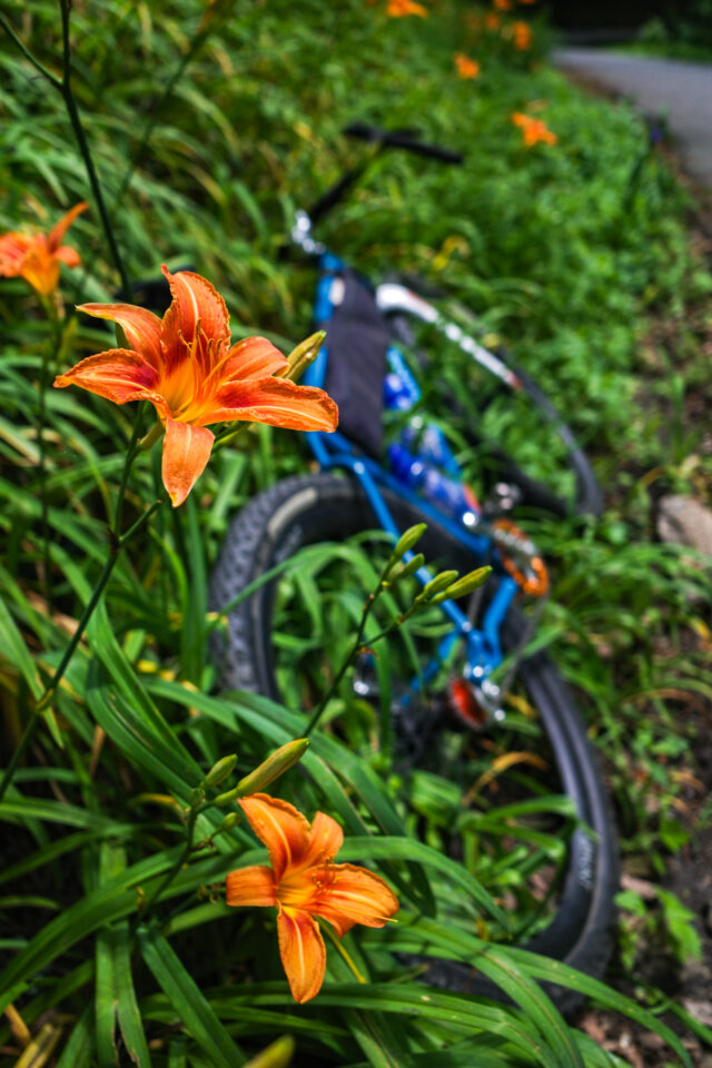 Velo Orange Chessie